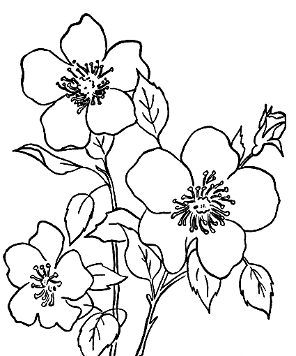 Flower Coloring Pages For Kids Printable - Flower Coloring pages 