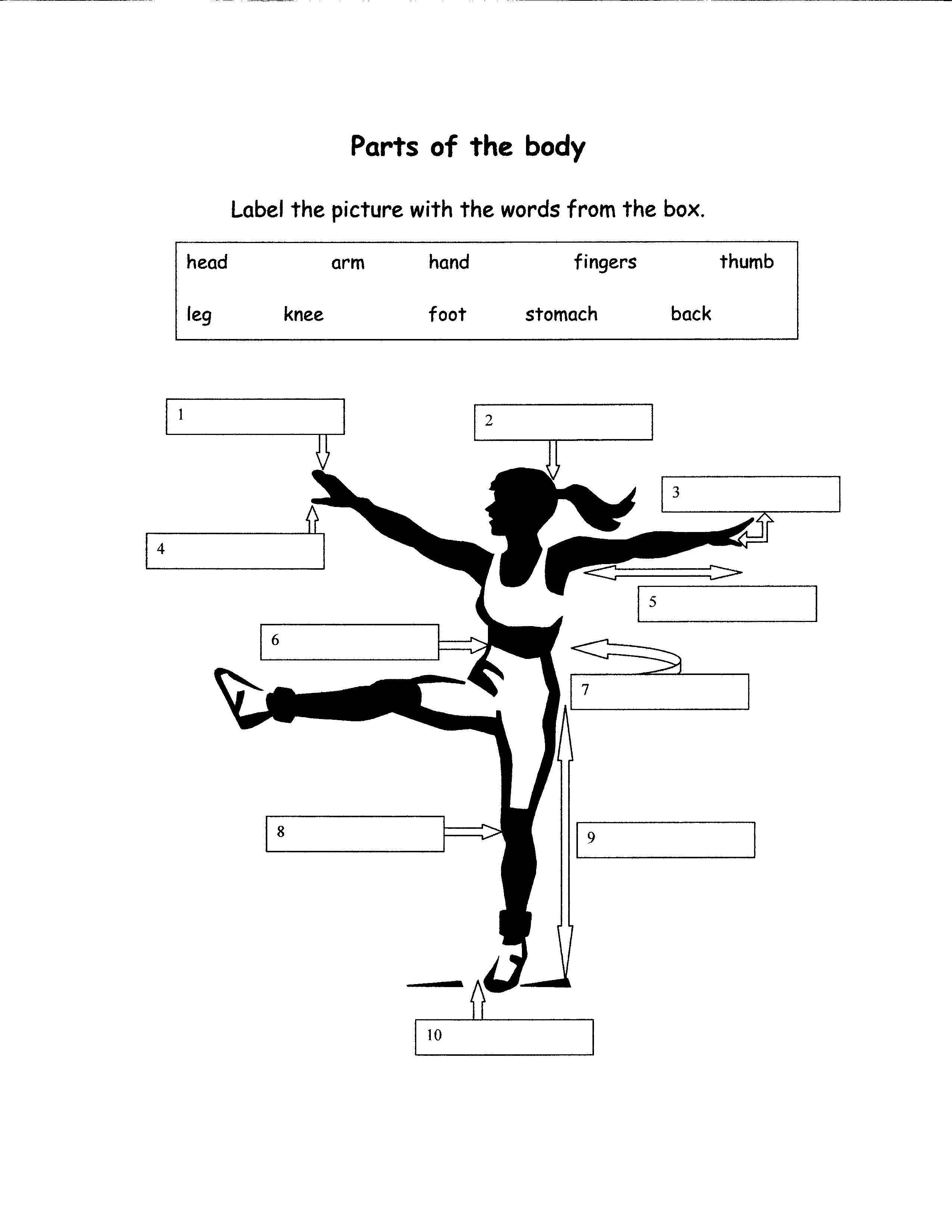 Free Parts Of The Body Download Free Parts Of The Body Png Images 