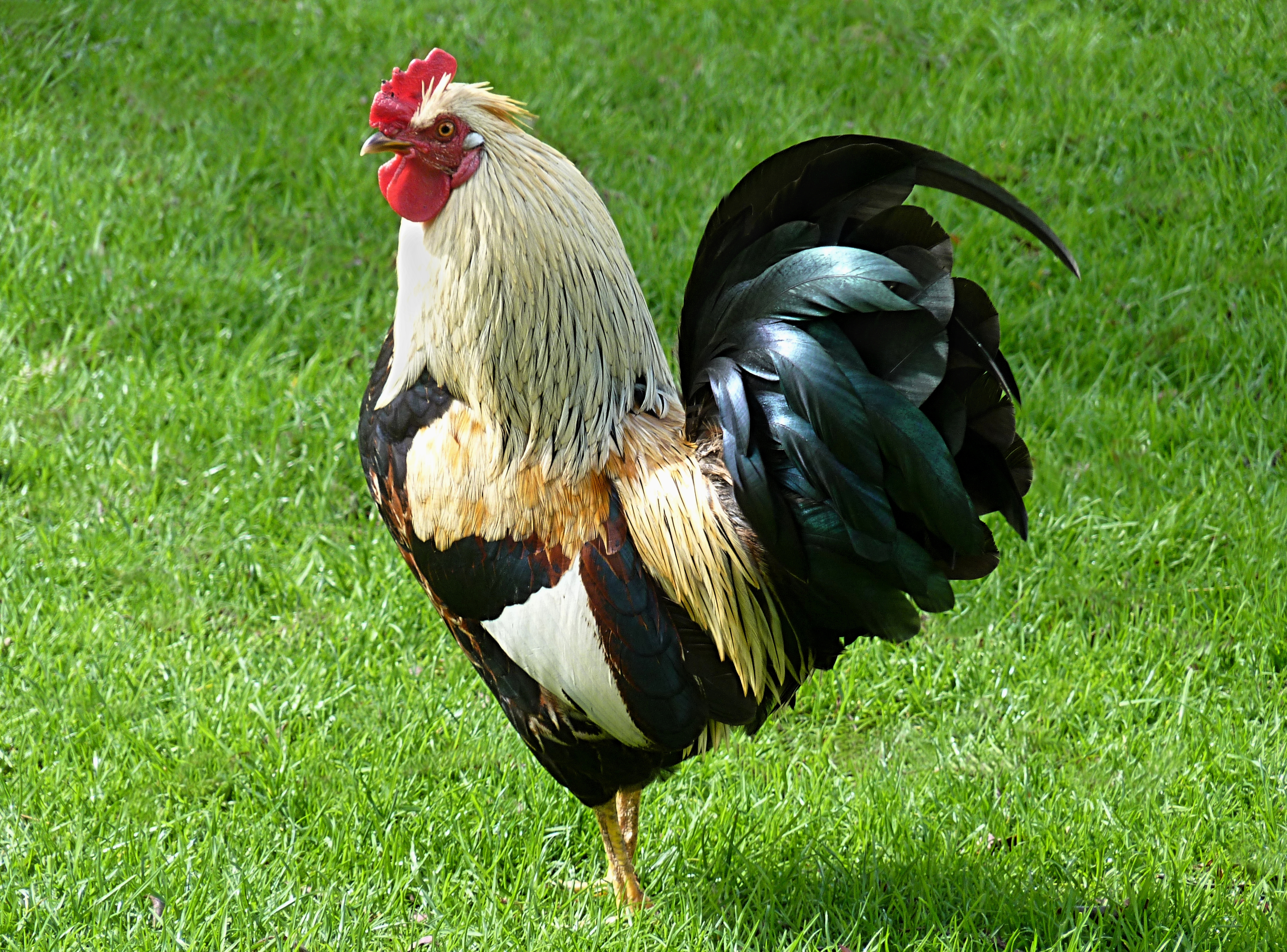 File:Rooster J2 - Wikimedia Commons