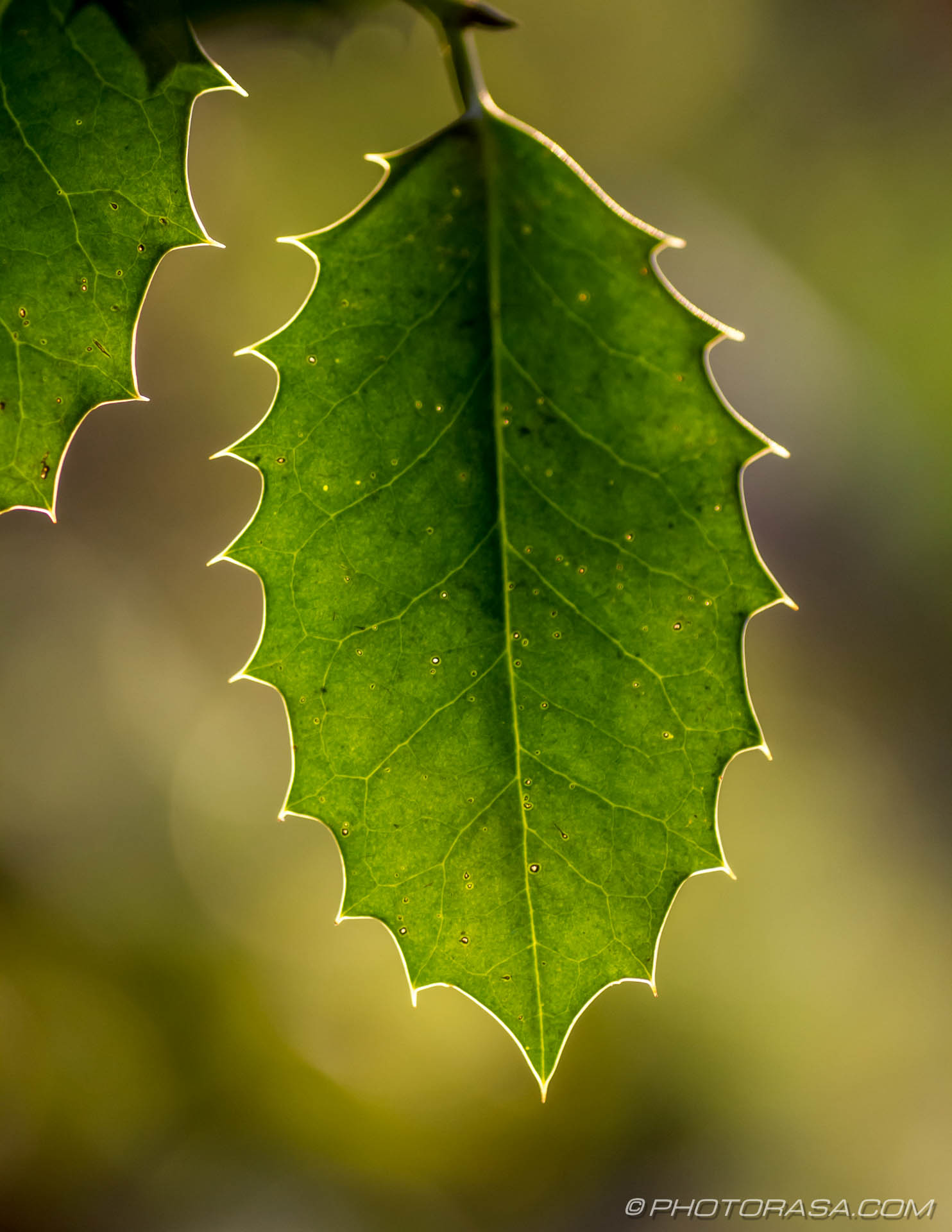 transparent holly leaf and veins - Photorasa Free HD Photos