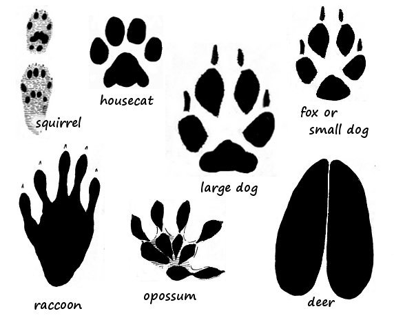 Free Animal Paw Print, Download Free Animal Paw Print png images, Free