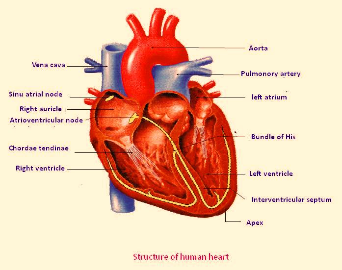 Human Heart Diagram Unlabeled - Anatomy