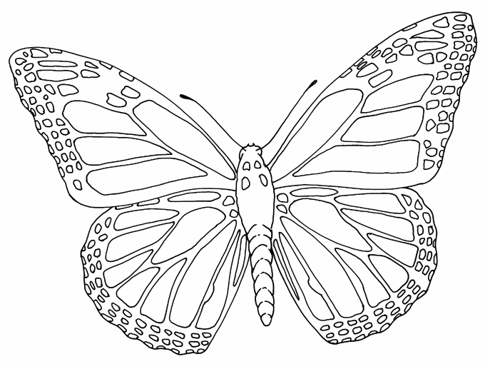 Butterfly Outline | Outlines | Clipart library