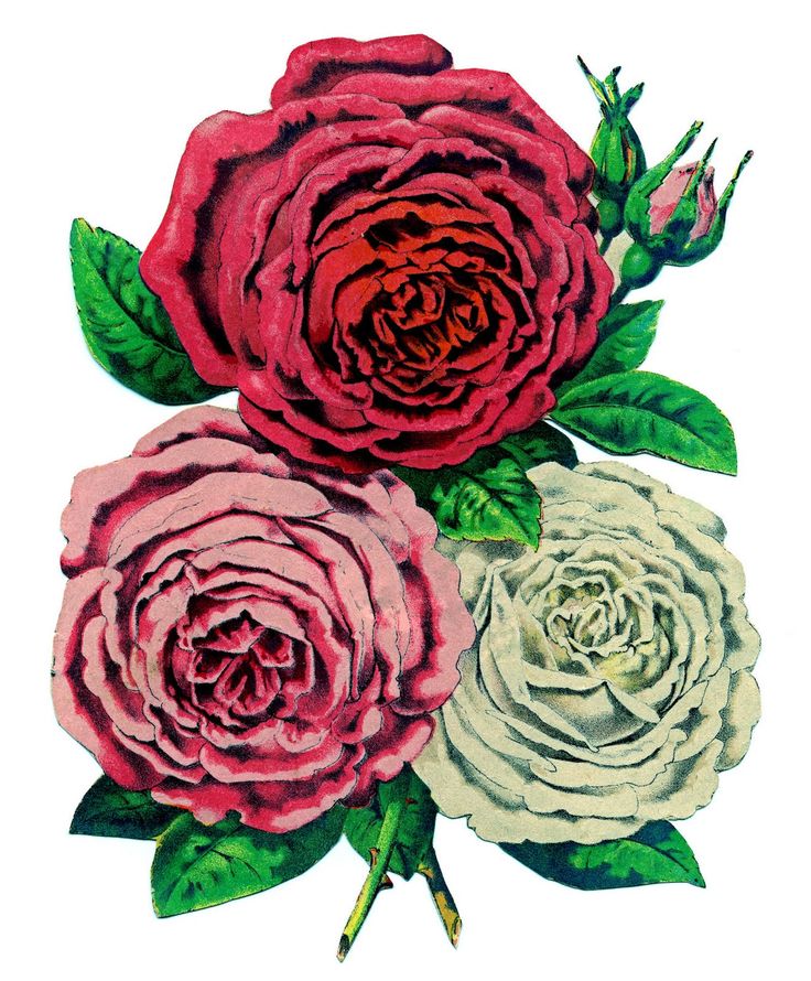 imager clipart of flowers