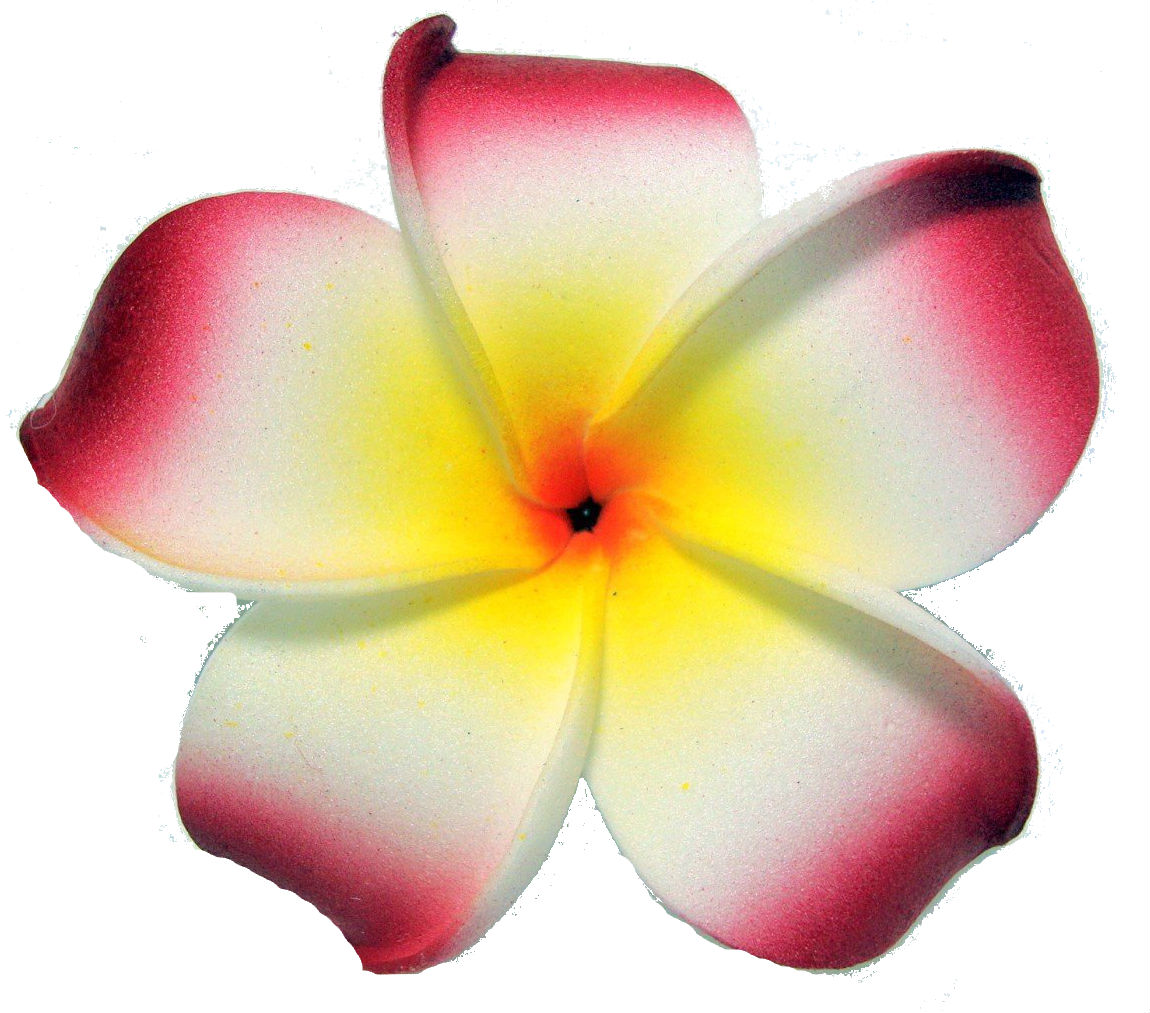 Images For  Plumeria Flower Clip Art