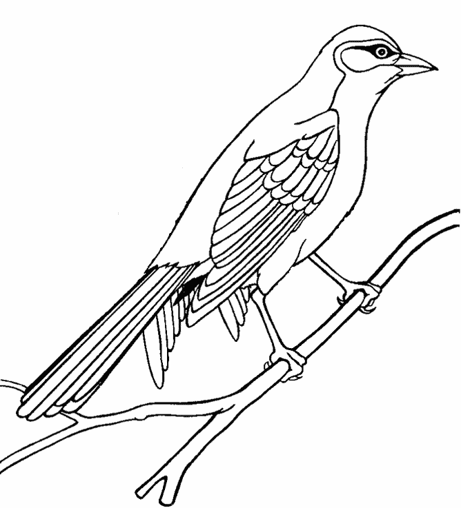 Bird Outline Drawings