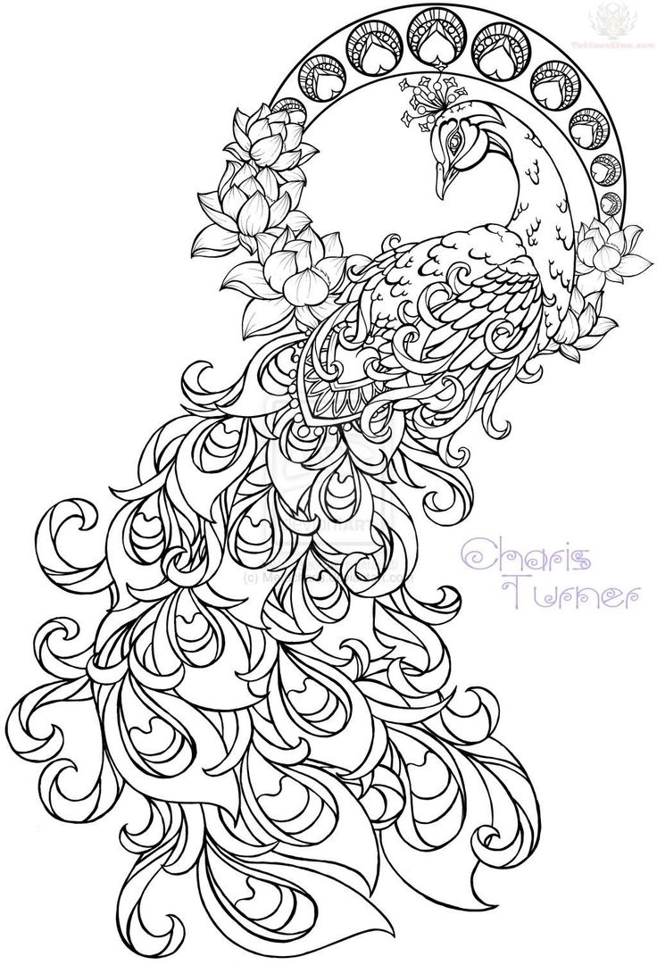 Paisley Peacock!!! How gorgeous! Tumblr Paisley Pattern Drawing 
