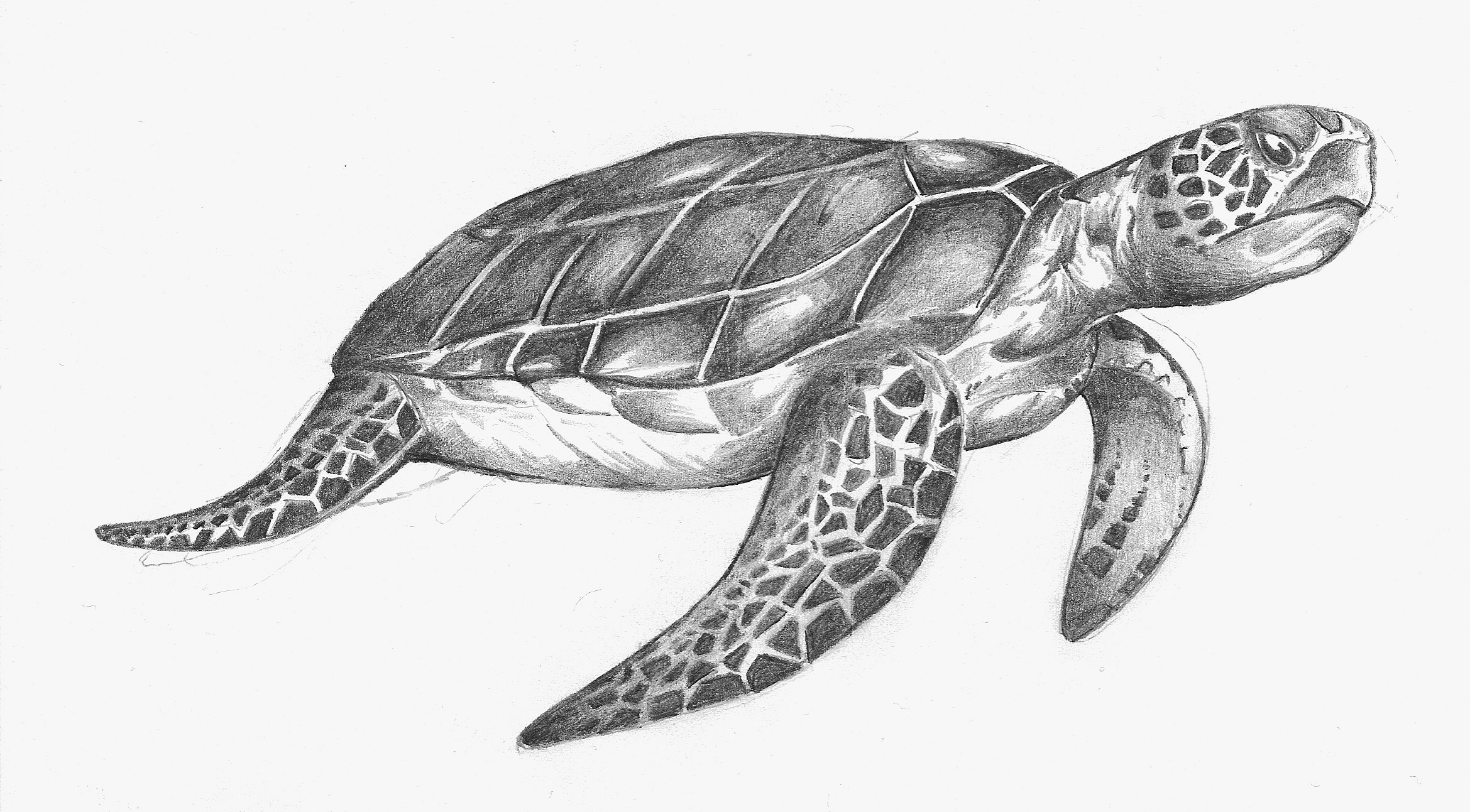 Featured image of post The Best 19 Turtle Drawing Realistic Step By Step