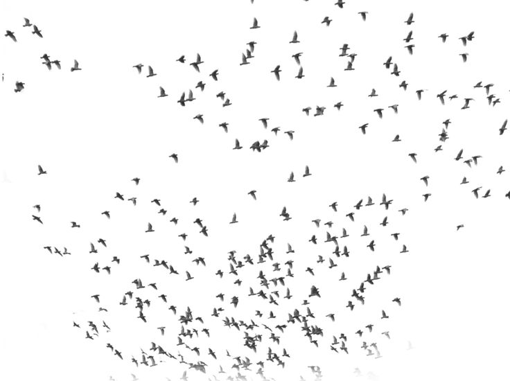 birds (800×598) | Blocos | Clipart library