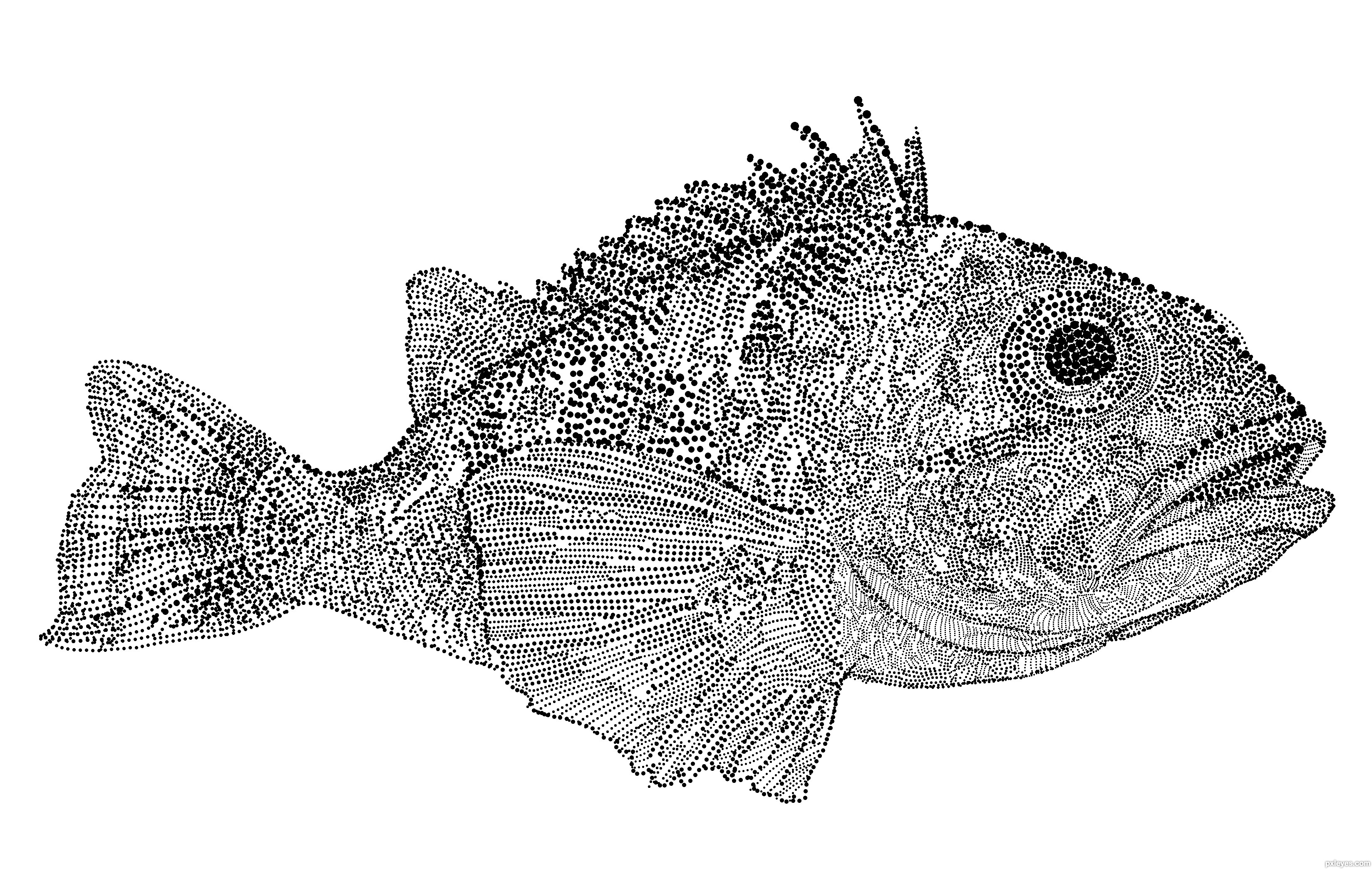 Fish Drawing Contest - HD Photos Gallery