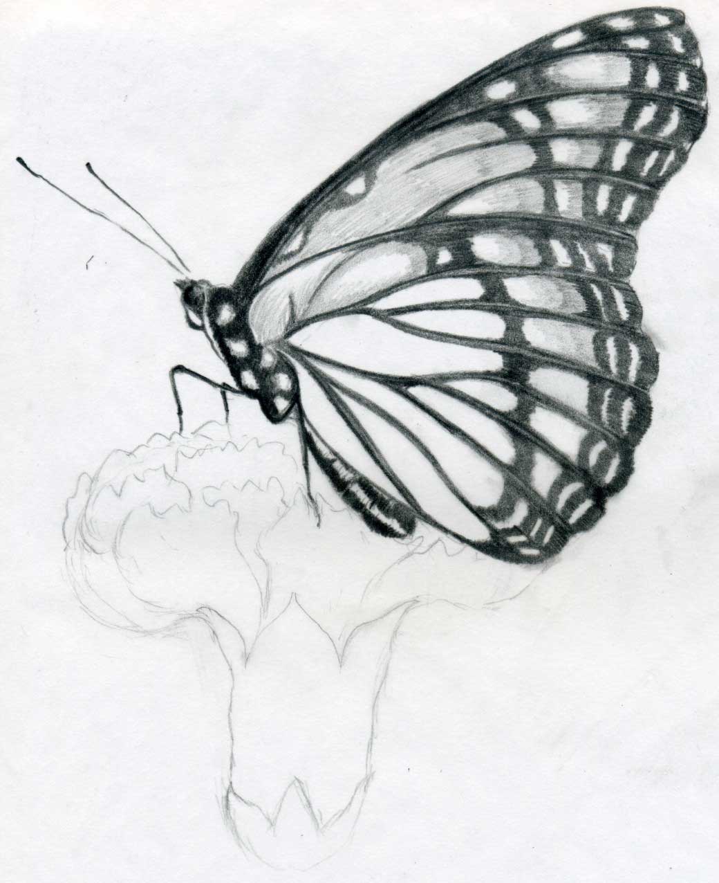 Featured image of post Easy Butterfly Drawing Ideas - In this drawing tutorial we are going to learn easy butterfly scenery drawing using oil pastels step by step.