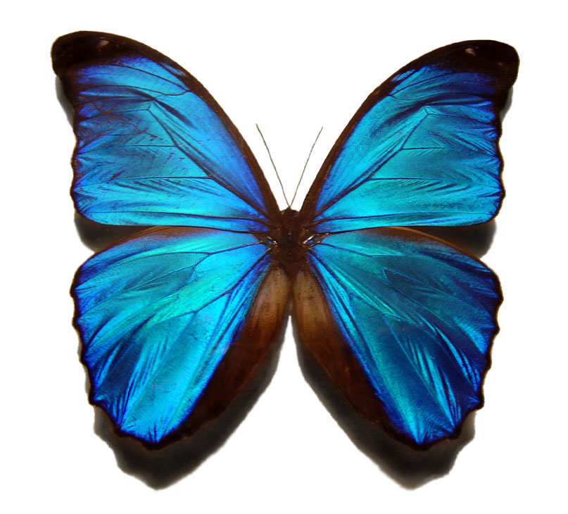 File:Blue morpho butterfly.jpg - Wikipedia, the free encyclopedia