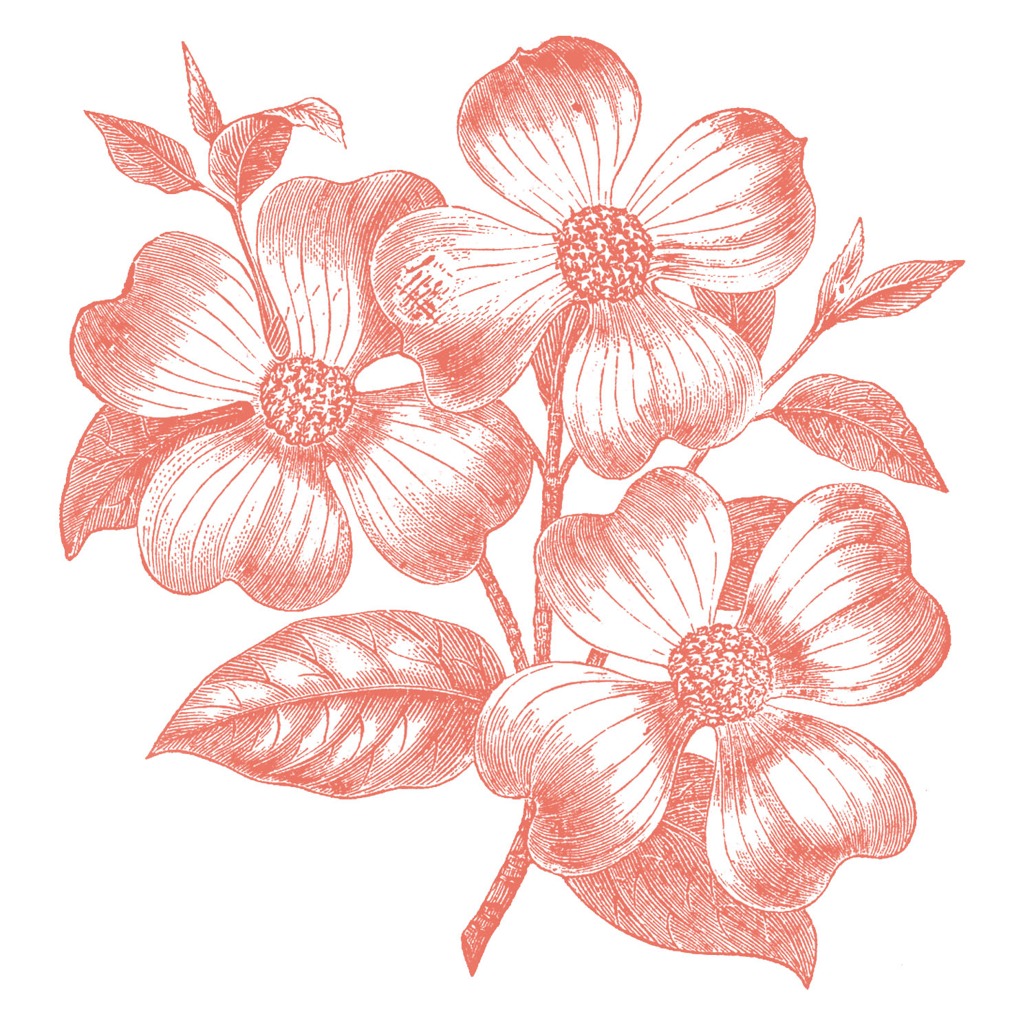Free Vintage Images - Dogwood Flowers - 2 colors - The Graphics Fairy