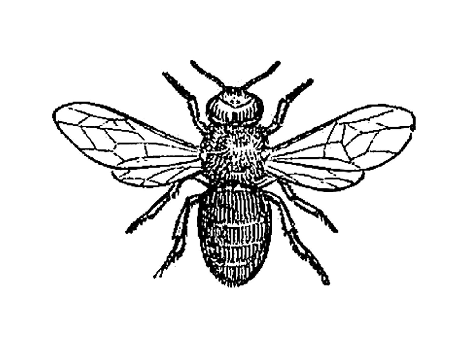 Antique Images: Insect Clip Art: Black and White Illustration of 