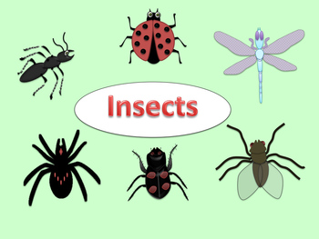 FREE CLIP ART INSECTS (ANT, LADYBUG, BEETLE, FLY, DRAGONFLY,SPIDER 