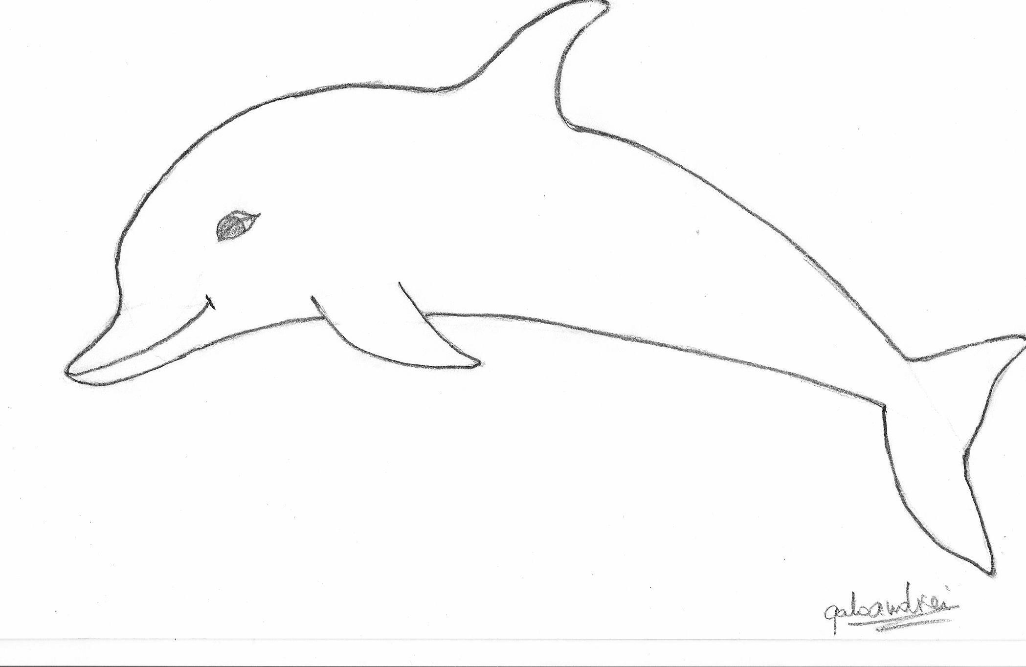 Free Line Drawing Of Dolphin Download Free Line Drawing Of Dolphin Png