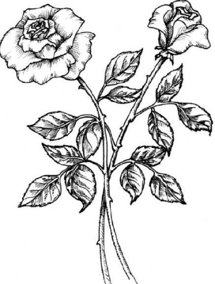 Black And White Rose Drawing 