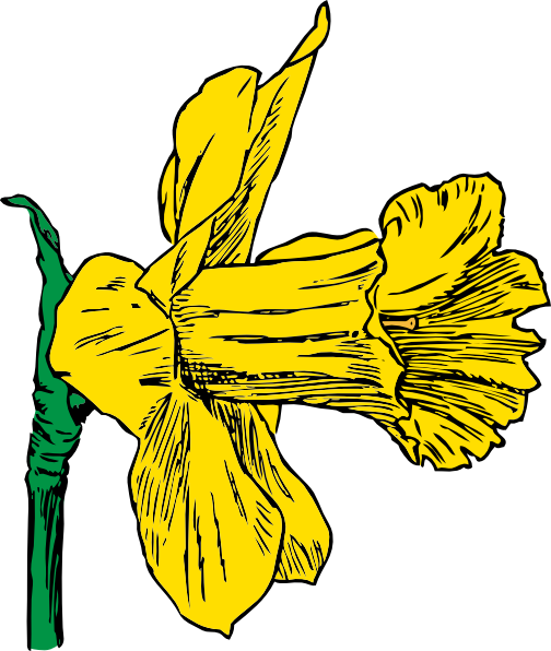 Free Drawings Of Daffodils Download Free Clip Art Free Clip Art On Clipart Library