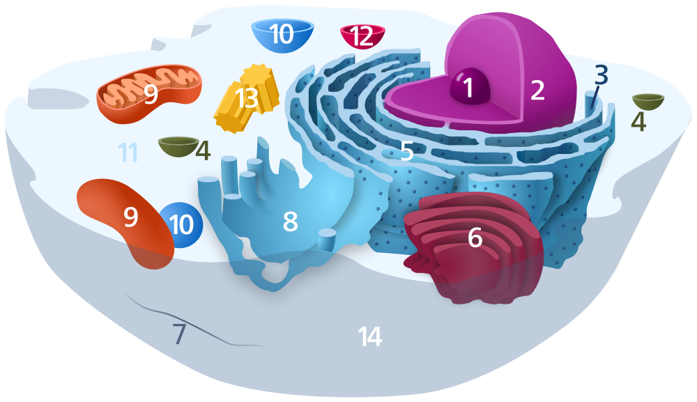 Animal Cell Diagram Without Labels