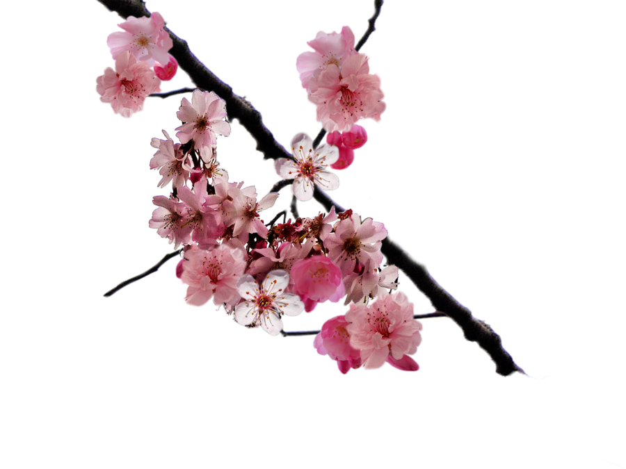 Clipart library: More Like Cherry blossom branch png by DoloresMinette