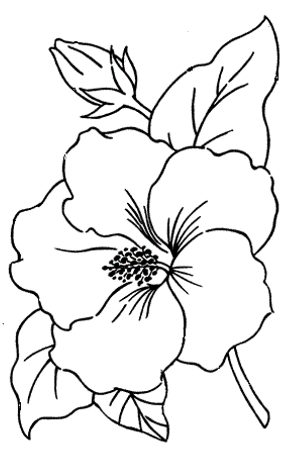 Drawn Hawaiian Flowers 