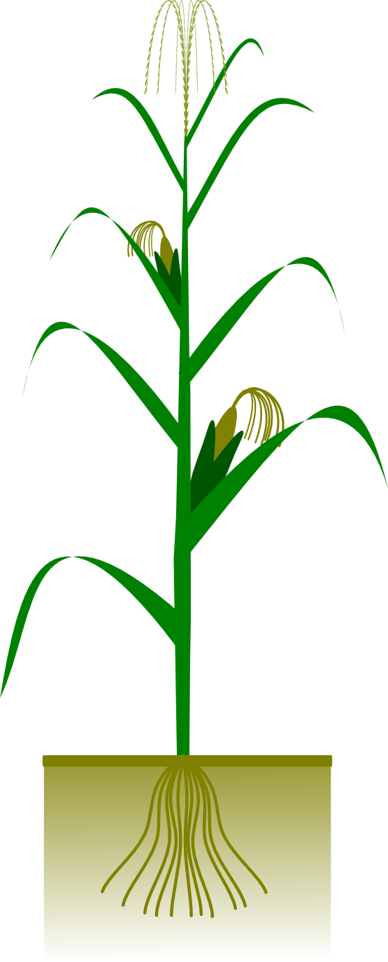 Free Corn Plant Clip Art