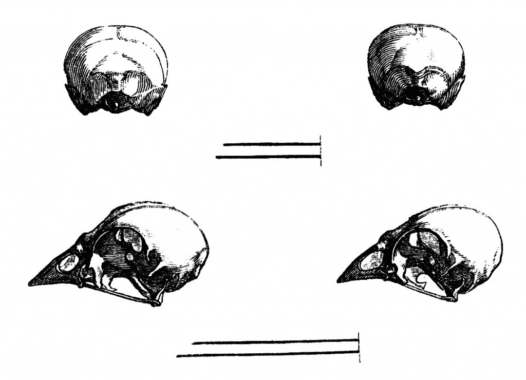 Vintage Clipart - Bird Skulls | Oh So Nifty Vintage Graphics