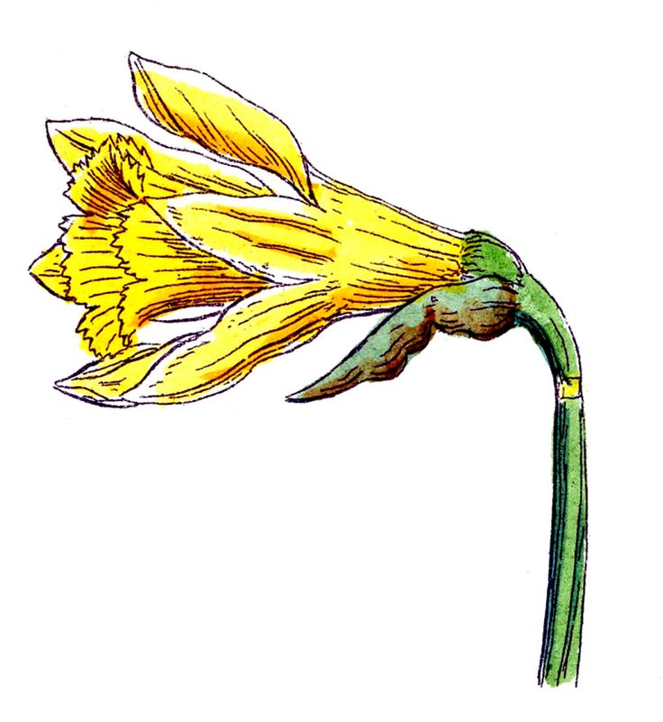 Clip Art of Spring Flowers - Botanicals