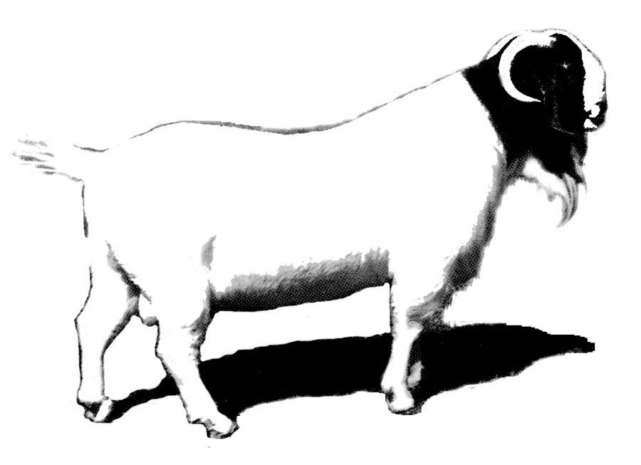 Goat Clip Art - GoatWorld Articles - GOATWORLD.