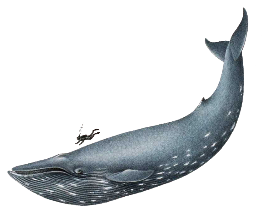 Humpback Whale Clip Art