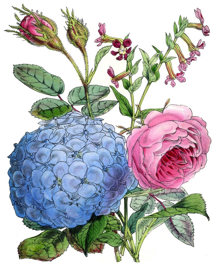 Instant Art Printable - Hydrangea and Rose