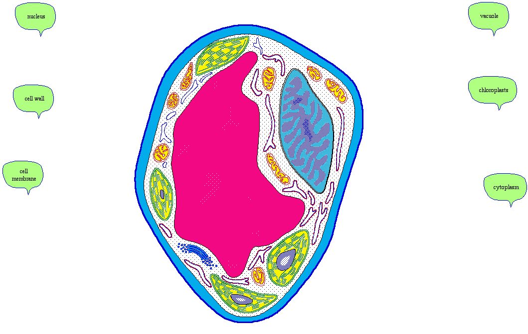 cell membrane not labeled