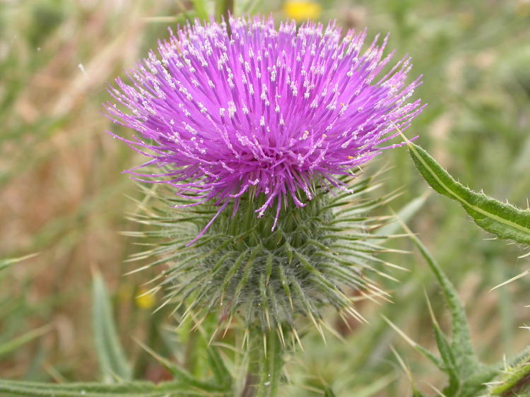other thistles