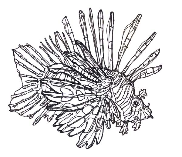 free-lionfish-coloring-page-download-free-lionfish-coloring-page-png