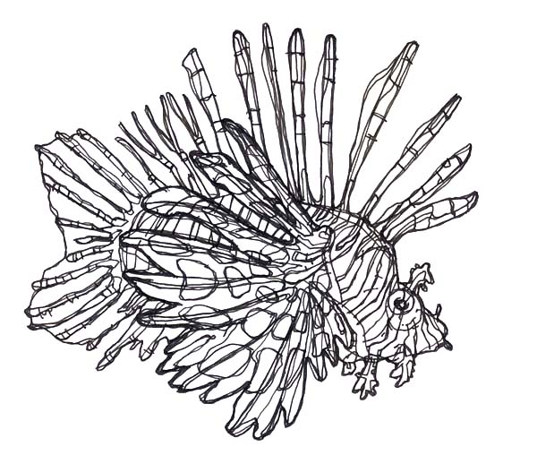 Free Lionfish Coloring Page Download Free Lionfish Coloring Page Png 