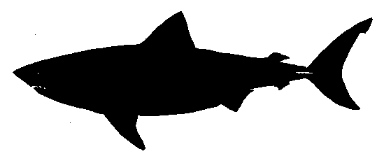 shark-silhouette.gif 549?233 pixels | Design Inspiration | Clipart library