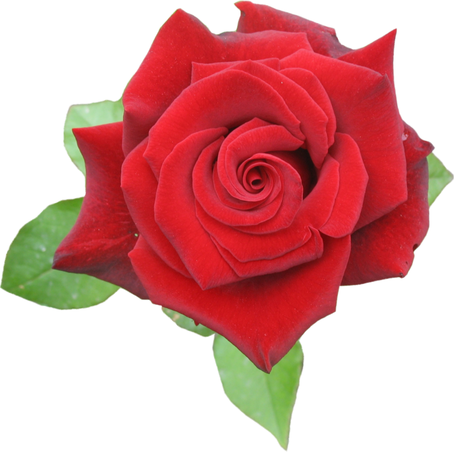 Rose red png by aidana on Clipart library