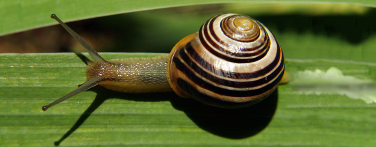 Snail trail - creation.com