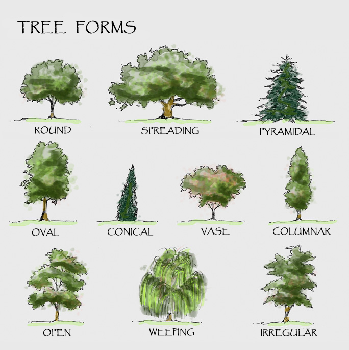 Tree Selection Criteria