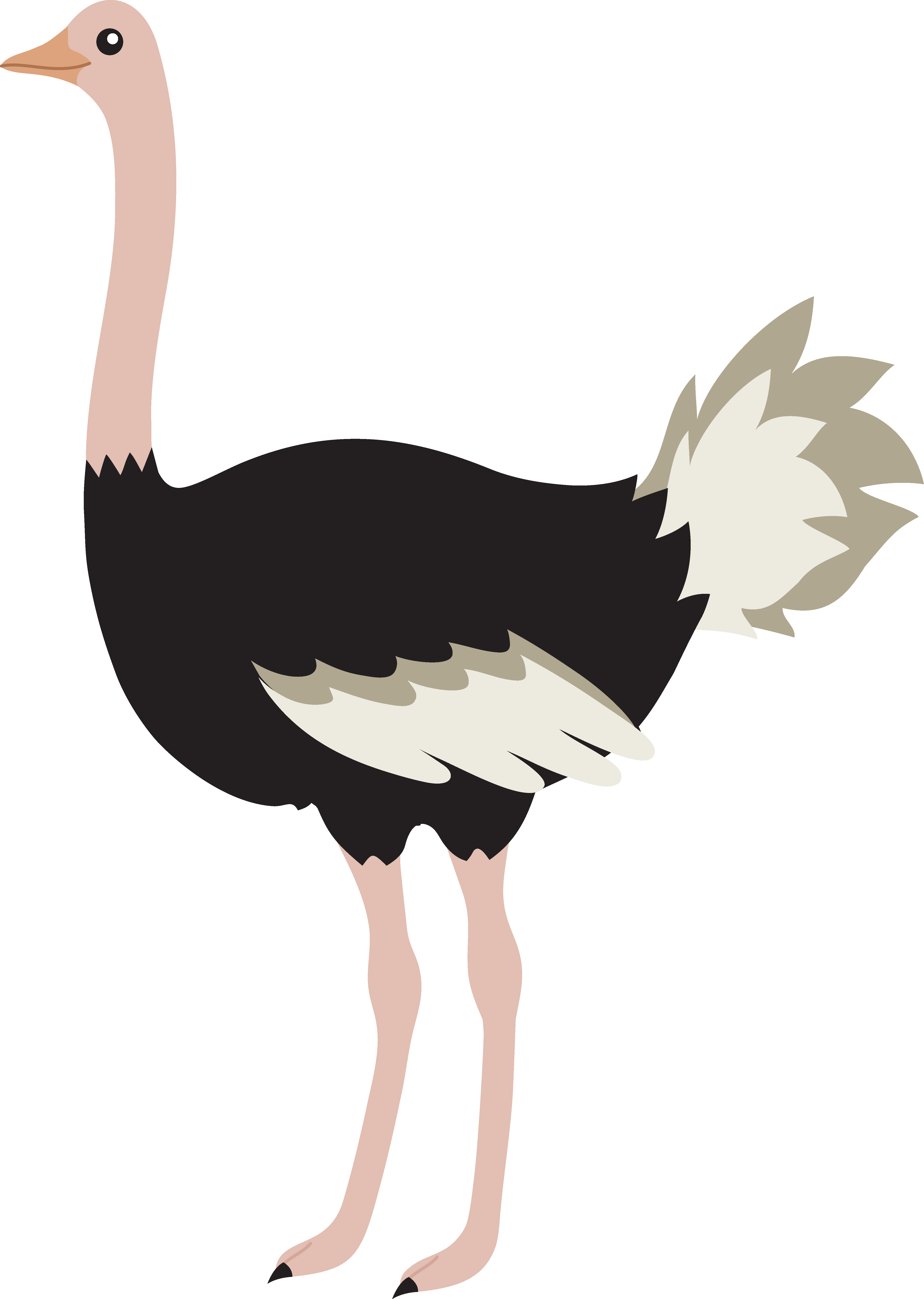 Cute Cartoon Ostrich Images  Pictures - Becuo