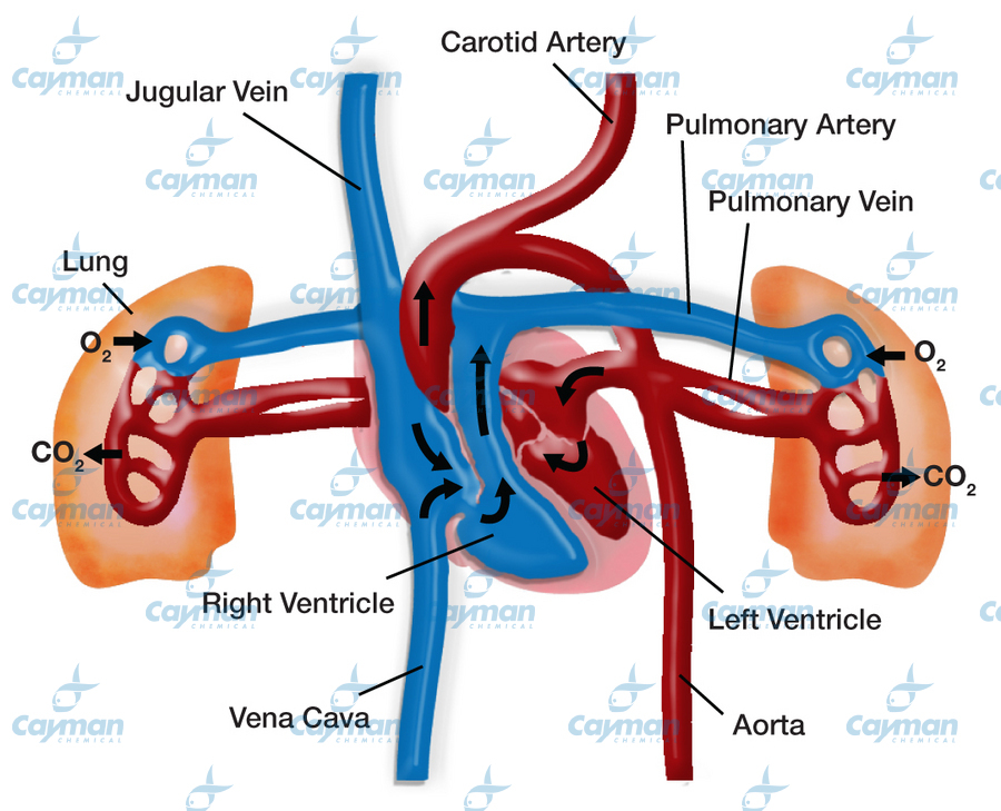 Deoxygenated blood returning to the heart is pumped through the