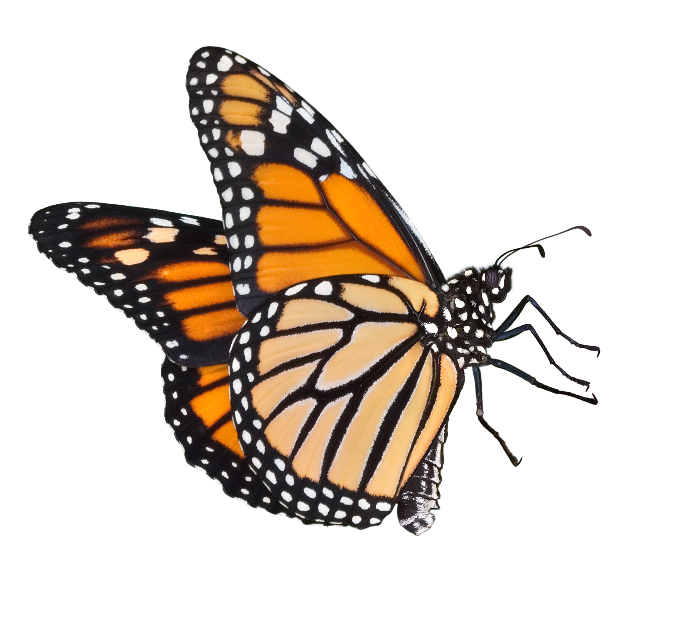 Images For  Monarch Butterfly Artwork