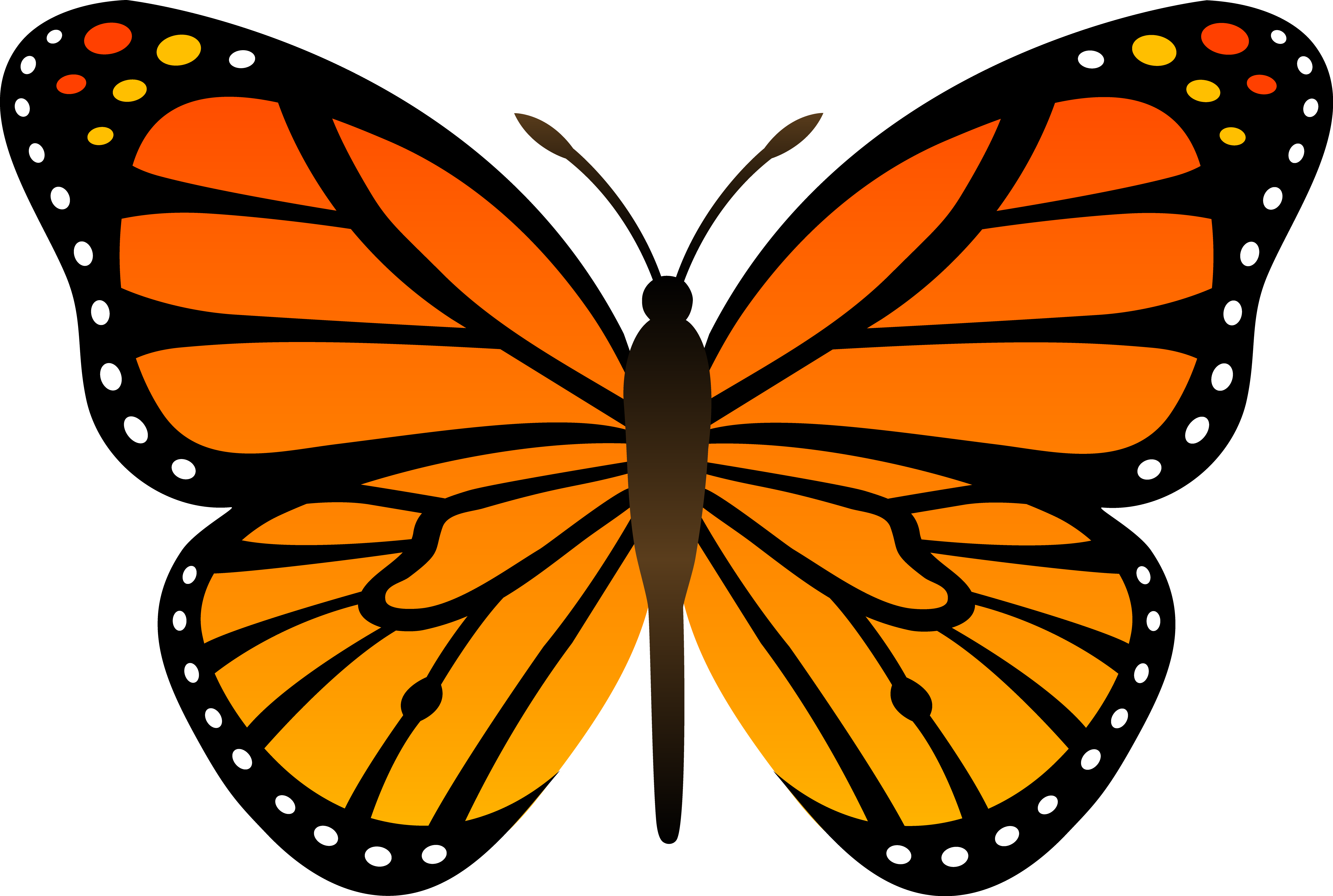 Free Butterfly Vector Free, Download Free Butterfly Vector Free png