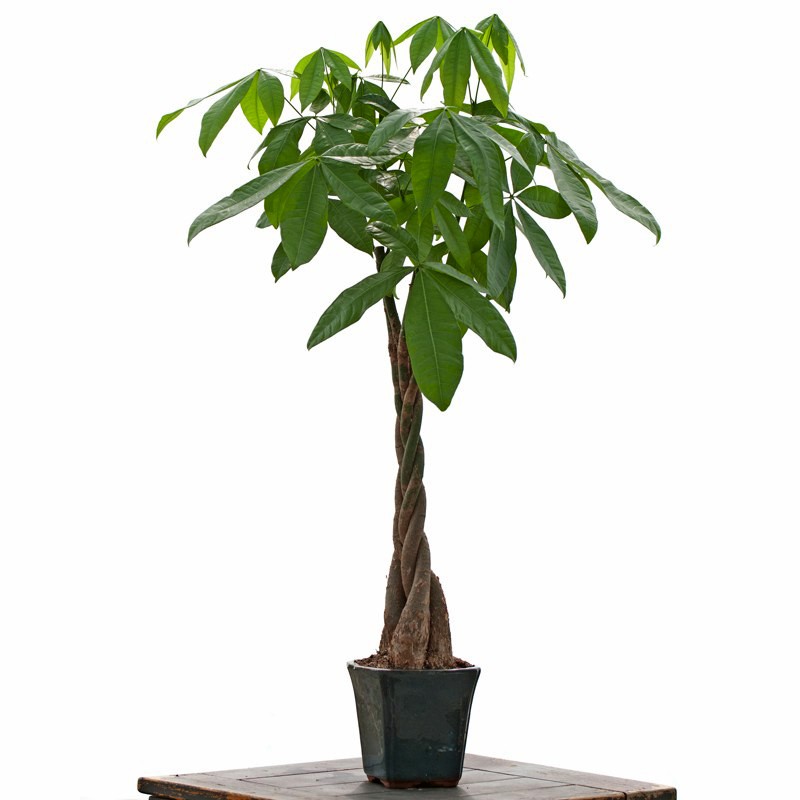 Large Braided Money Tree - Indoor  Office Plants - By Plant Type 