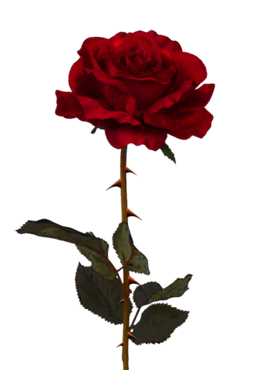 Clipart library: More Like Rose II PNG by PiXasso79-Stock
