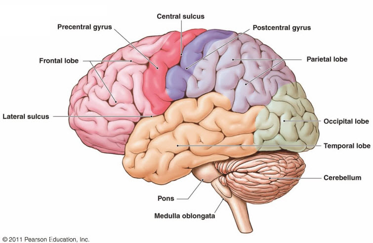 nervous system brain labeled - Clip Art Library