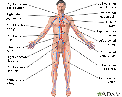 Free Circulatory System, Download Free Circulatory System png images