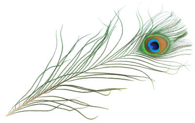 Simple Peacock Feather Drawing |