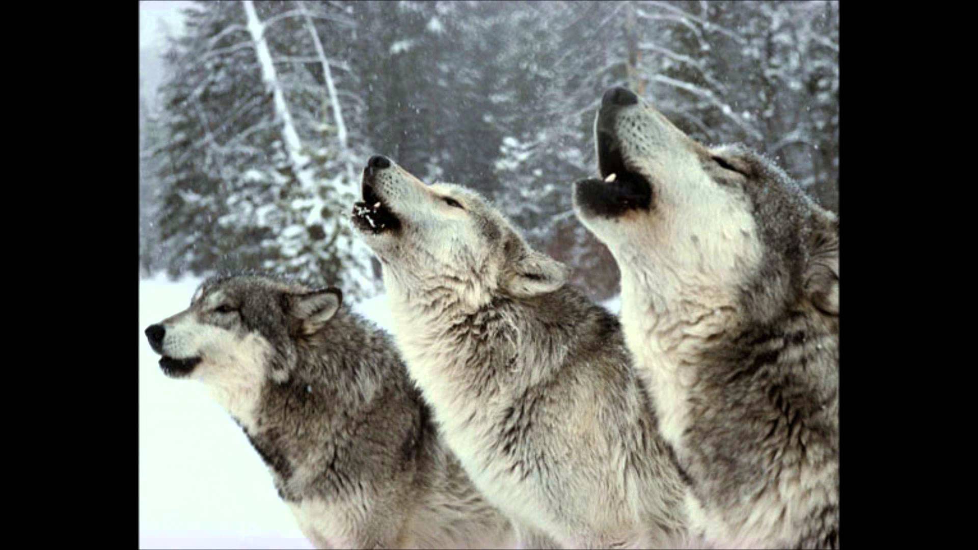 Wolf Pack Howling - YouTube