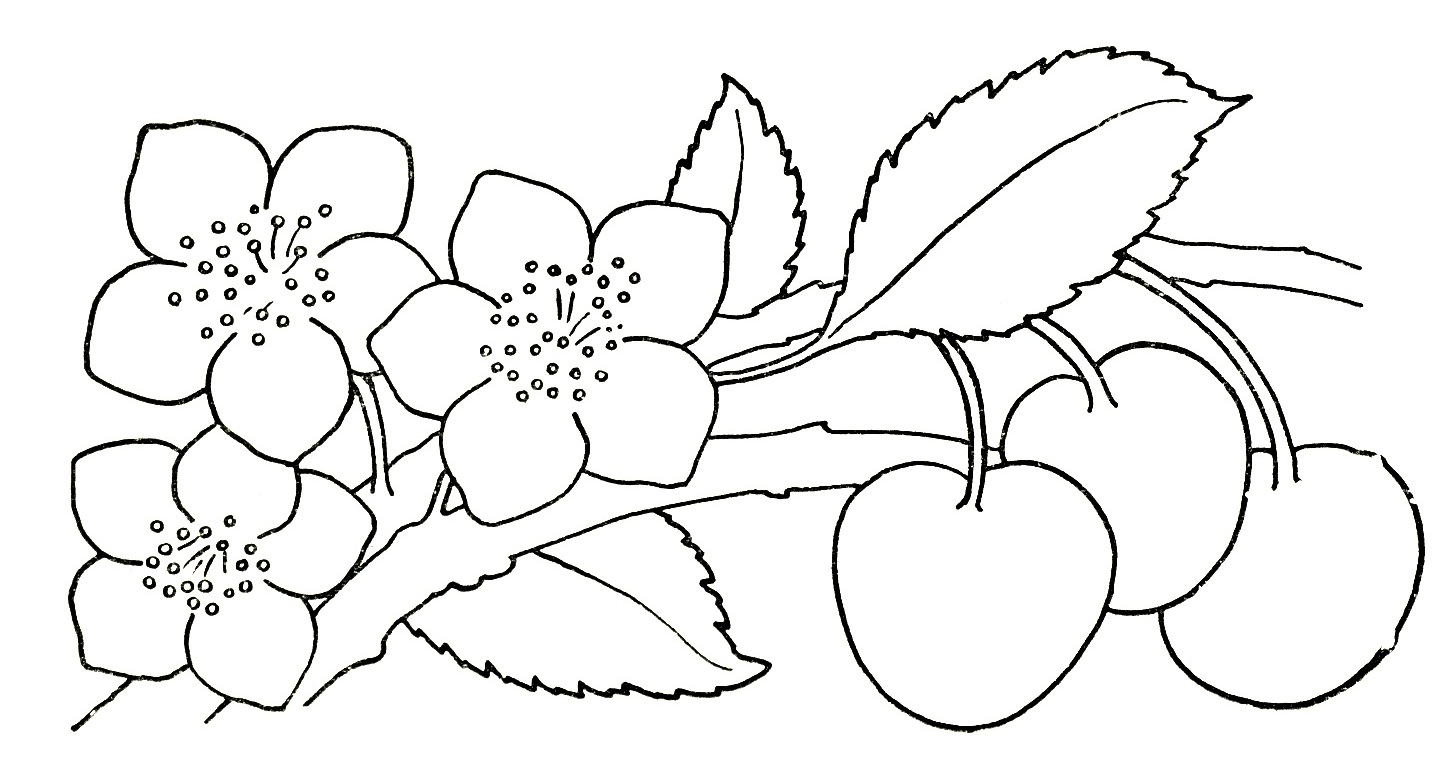 Hand Drawn Flowers /& Butterflies Digital Clipart